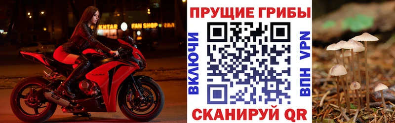 Купить Нестеровская Псилоцибиновые грибы Psilocybine cubensis